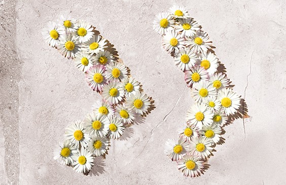 Logo Shortlinks composé de fleurs de marguerite
