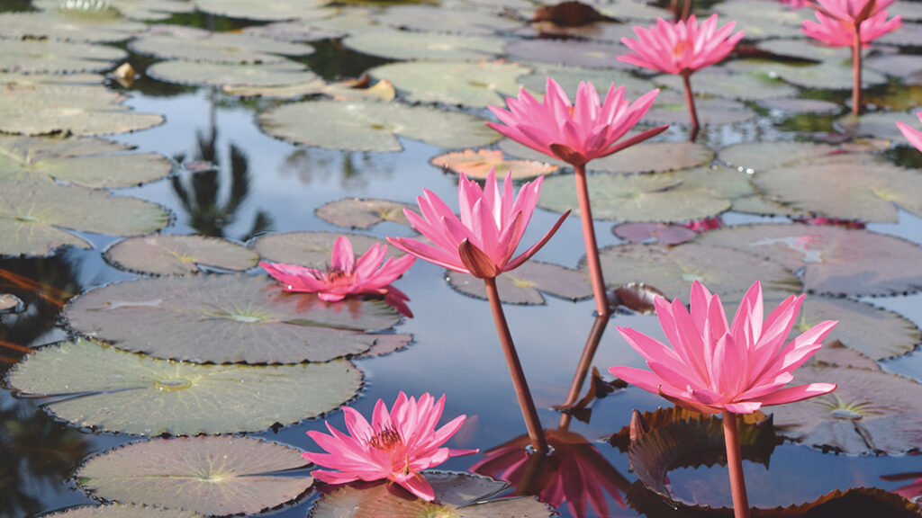 A bed of pink water lilies to illustrate that gender fluidity exists in nature